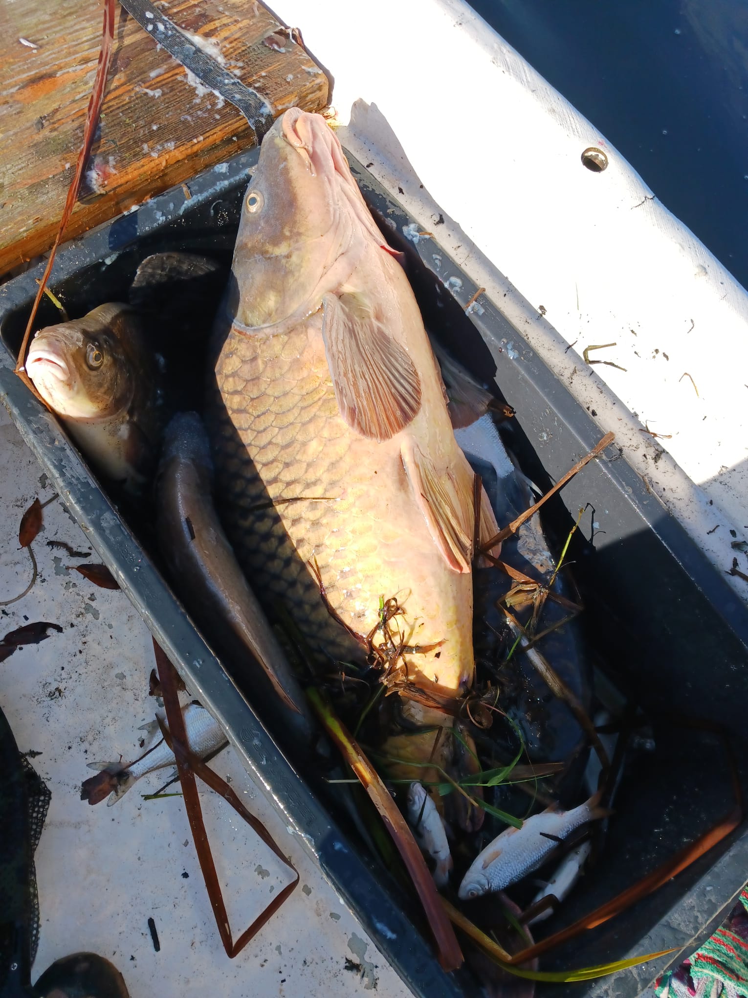 Sauerstoffmangel 2023